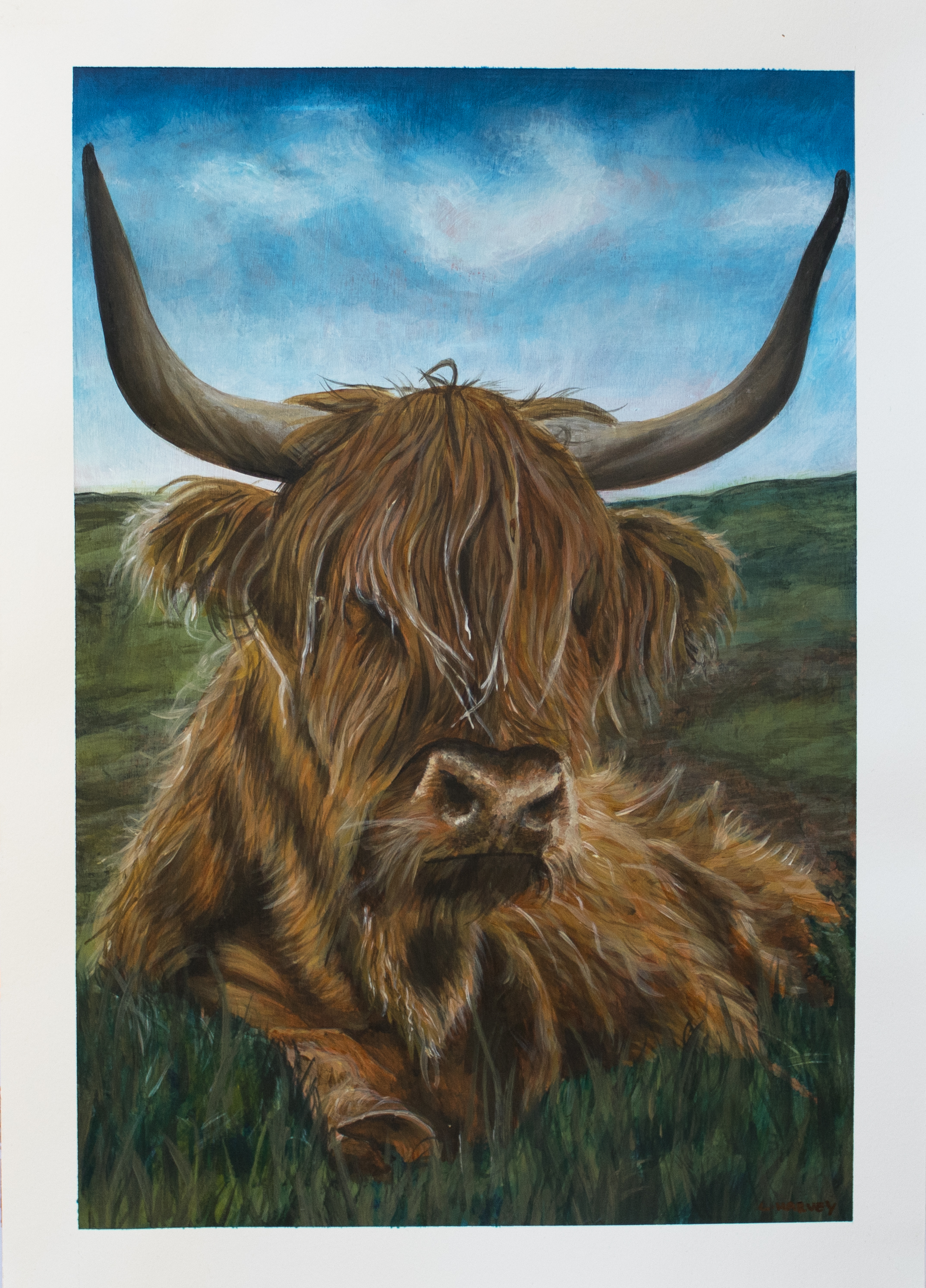 Highland cow